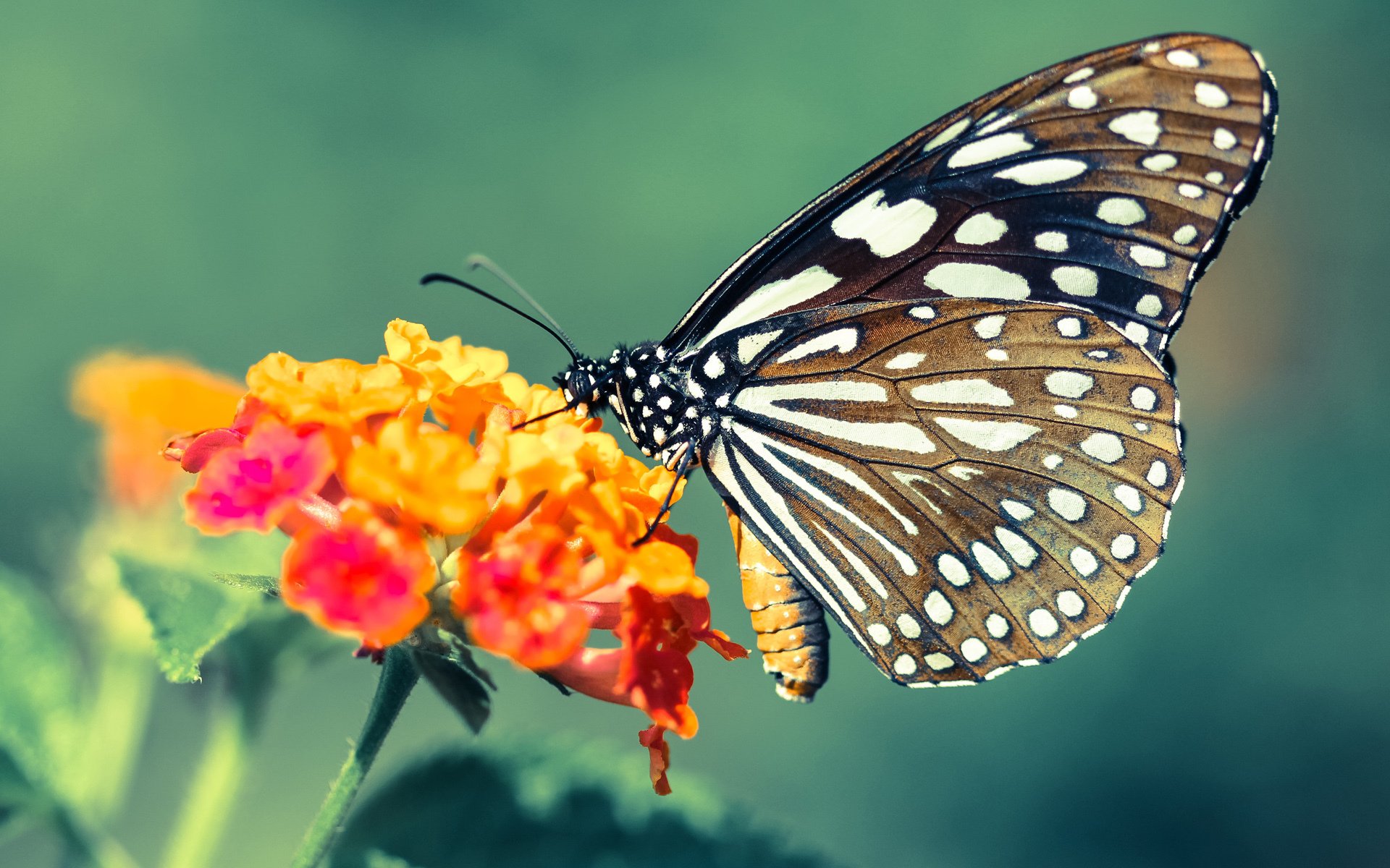 开云体育-绞杀的艺术！楚阿梅尼一夫当关，用钢铁屏障为加纳锁定胜局