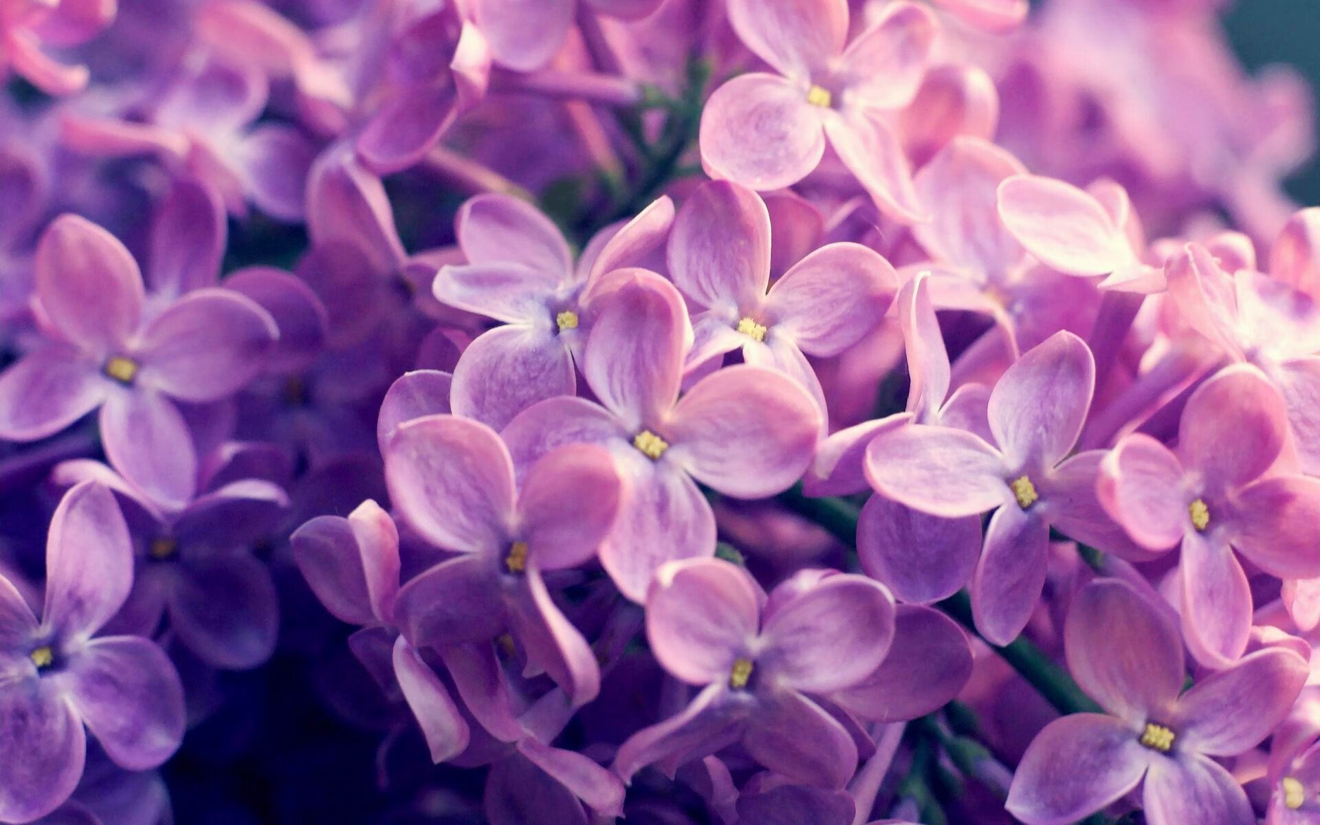 佛罗伦萨与巴黎的车轮德比,F1新赛季揭幕战,一场速度美学的正面血拼